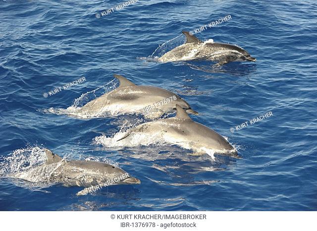 Spotted dolphins (Stenella) in La Gomera, Canary Islands, Spain, Europe