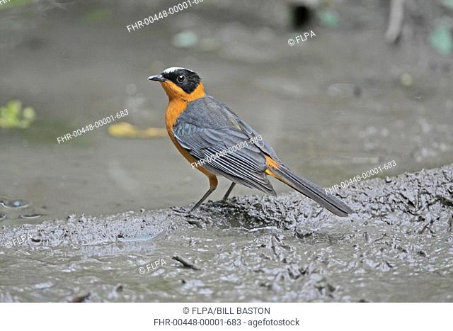 Snowy-crowned Robin-chat Cossypha niveicapilla adult, standing at edge of drinking pool, Gambia, december