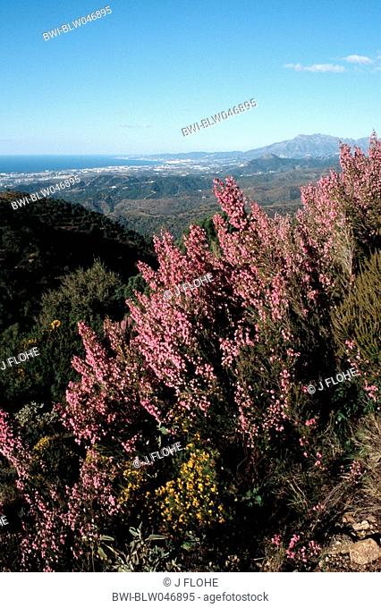 Spanish heath Erica australis, blooming shrubs in mountain landscape, Spain, Andalusia