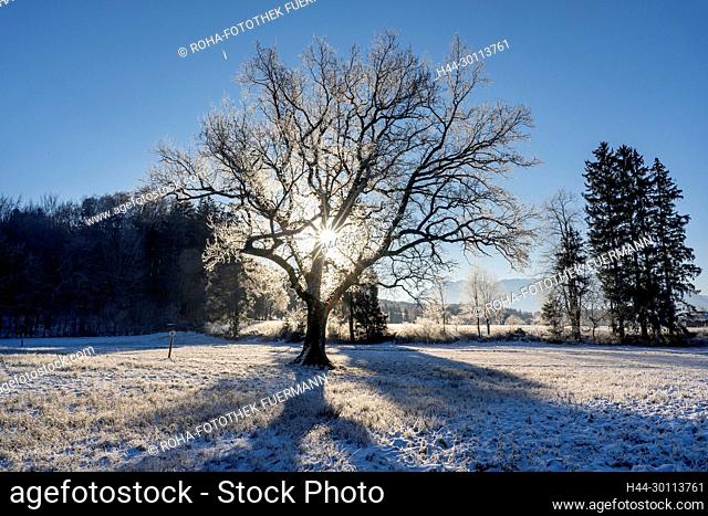 Naturdenkmal in der Nähe von Anger Richtung Steinhögl im kalten Winter mit riesiger Eiche - Berchtesgadener Land - Bayern, Sonnenstimmung