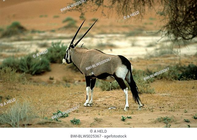 gemsbock, beisa Oryx gazella, urinating, Namibia, Namibwueste, Sossusvlei