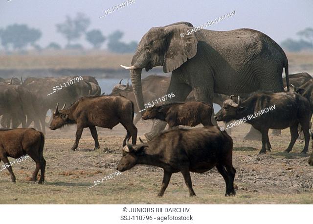 animal, elephant, African-elephant, African-buffalo