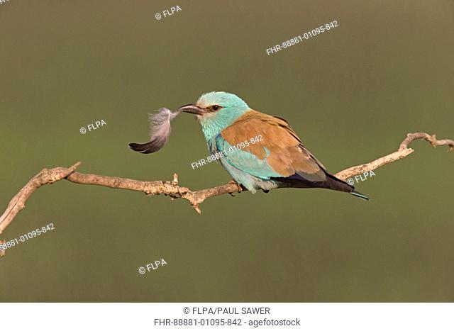 European Roller (Coracias garrulus) adult, perched on twig, with feather in beak, Hortobagy N.P., Hungary, May
