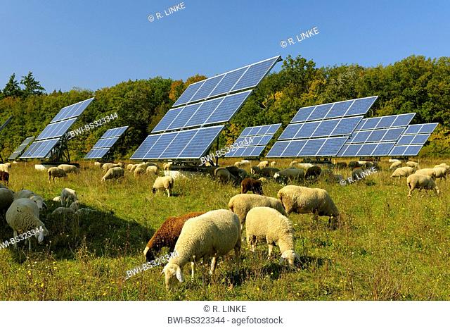 domestic sheep (Ovis ammon f. aries), Solar Panels with sheep in Field, Germany, Bavaria