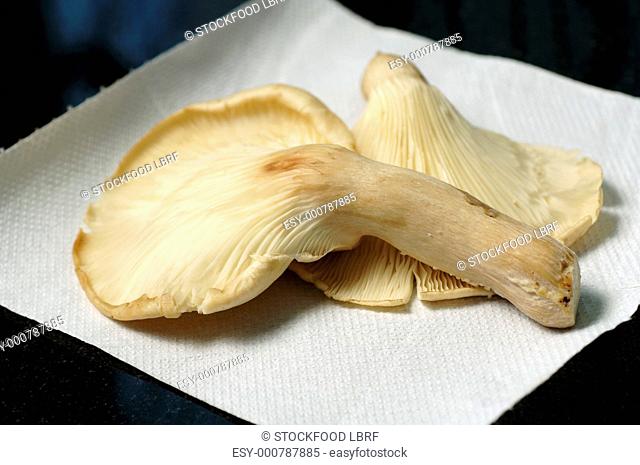 Fresh oyster mushrooms on kitchen roll