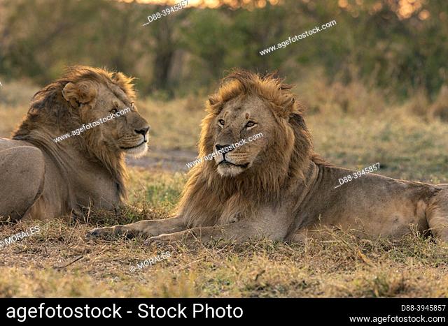 Africa, East Africa, Kenya, Masai Mara National Reserve, National Park, Males Lion (Panthera leo) lying in grass, brothers