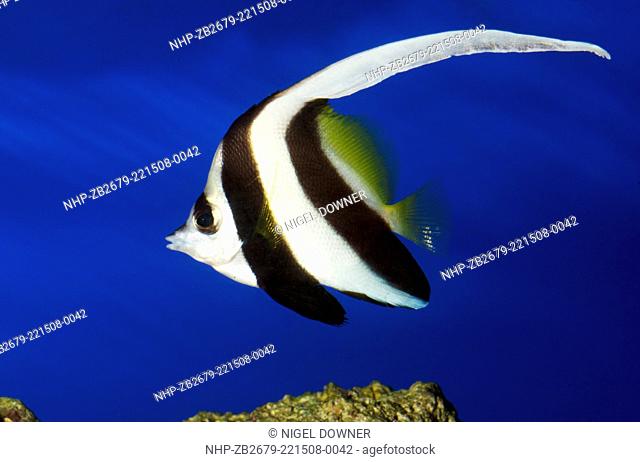 A Black and white Heniochus or Longfin Bannerfish or Wimplefish (Heniochus acuminatus) showing its stunning elongated dorsal fin swimming in an aquarium at the...