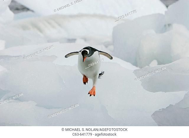 Gentoo penguin (Pygoscelis papua) adults and chicks in their breeding and nesting colonies in and around the Antarctic Peninsula