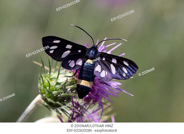 Syntomis phegea, Nine-spotted moth from Italy