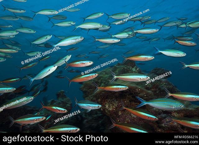 Shoal of Neon Fusilier over Coral Reef, Pterocaesio tile, South Male Atoll, Maldives