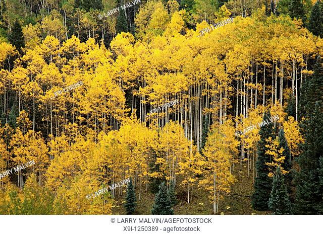 Forest of golden aspens with white trunks on Wilson Mesa near Telluride, Colorado