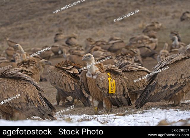 Eurasian Griffon Vulture (Gyps fulvus) flock, one with wing tag, feeding on carrion at feeding station, Spain, Europe