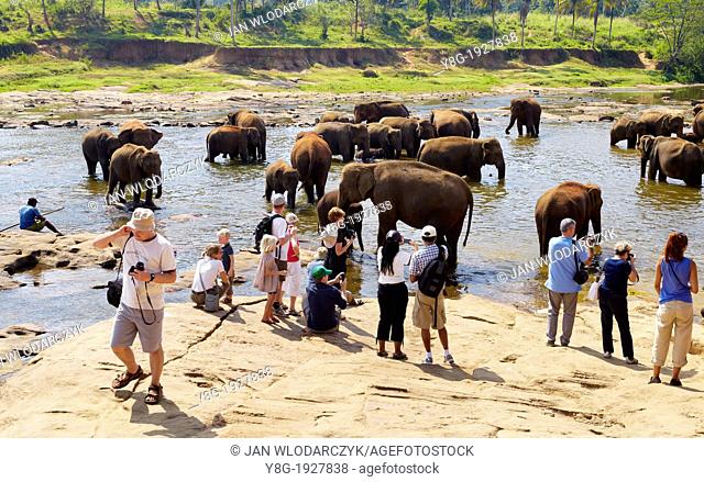 Sri Lanka - Tourists watching elephants bathing, Elephant Orphanage, Pinnawela, village in Kegalla District of Sri Lanka, Asia