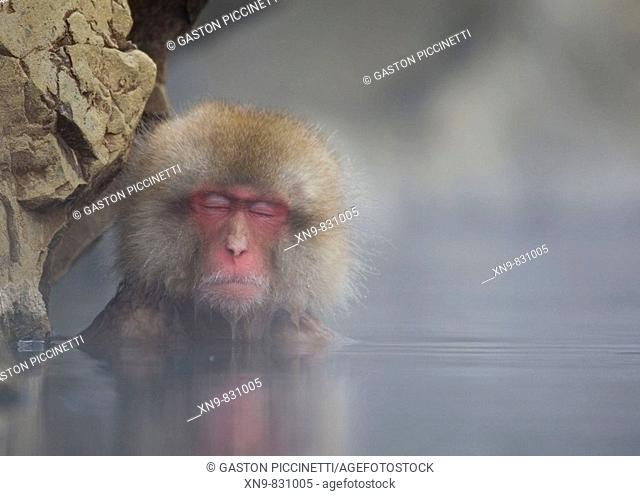 Japanese Macaque Macaca fuscata, relaxing inside the thermal springs, Jigokudani Yaen-Koen, Nagano Prefecture, Japan