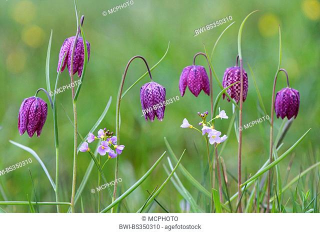 common fritillary, snake's-head fritillaria (Fritillaria meleagris), blooming in a meadow with Cardamine pratensis, Germany