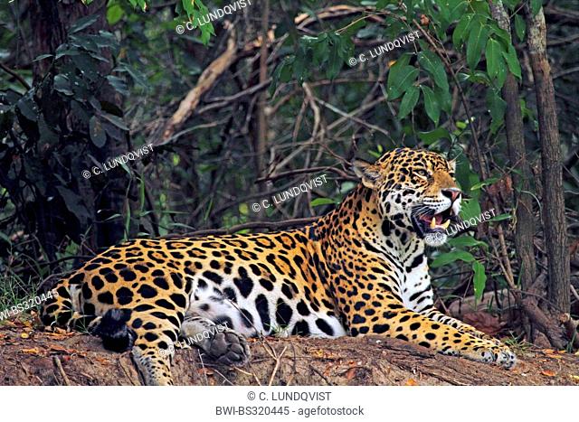 jaguar (Panthera onca), male on sand bank yawning, Brazil, Pantanal, Rio Cuiaba