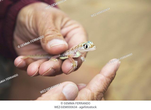 Namibia, Namib desert, Swakopmund, man's hand holding a Palmato Gecko