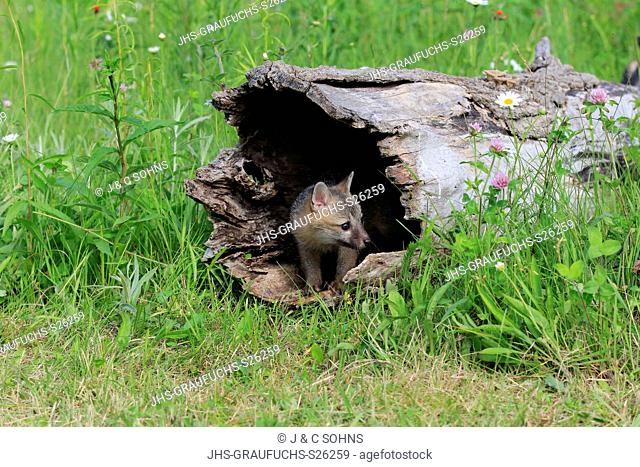 Gray fox, (Urocyon cinereoargenteus), young on floret meadow looking out of log, Pine County, Minnesota, USA, North America