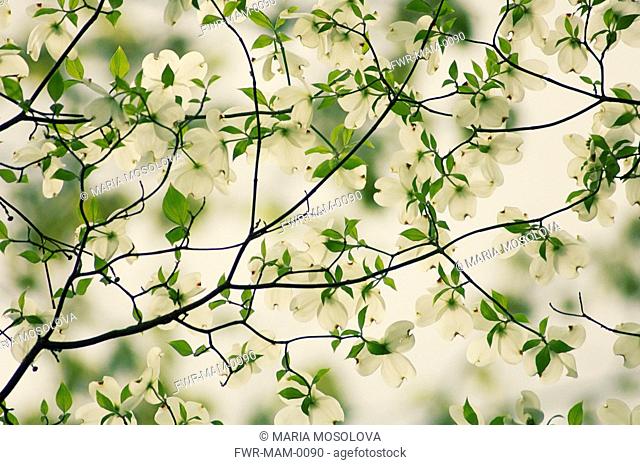 Cornus 'Florida', Dogwood - Flowering dogwood