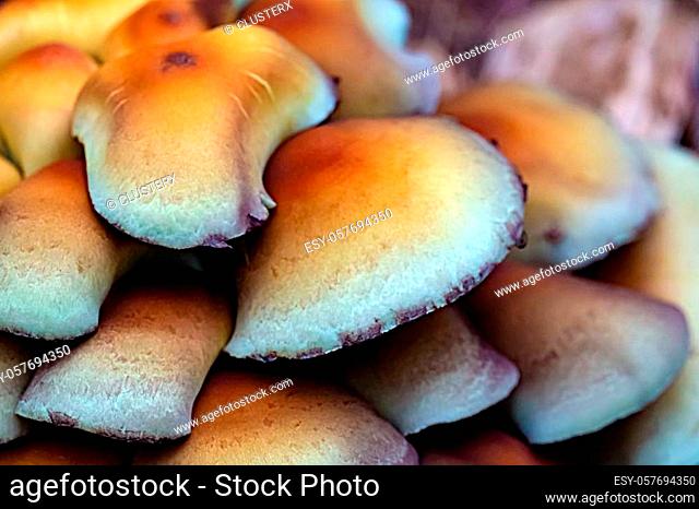 Orange inedible poisonous mushrooms in the forest. Close up view