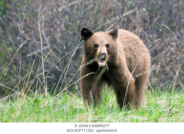 Cinnamon-coloured black bear in Jasper National Park