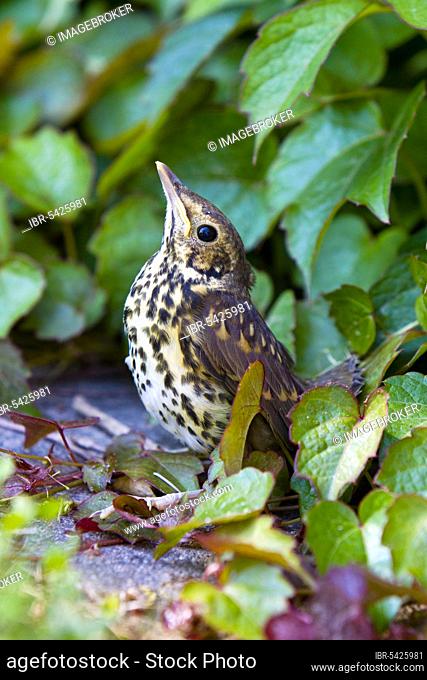 Song thrush (Turdus philomelos), young bird, Lower Saxony, Germany, Europe