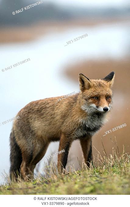 Red Fox / Rotfuchs ( Vulpes vulpes ) adult, coming up a hill above a river, waiting, watching attentively, cautious, wildlife, Europe