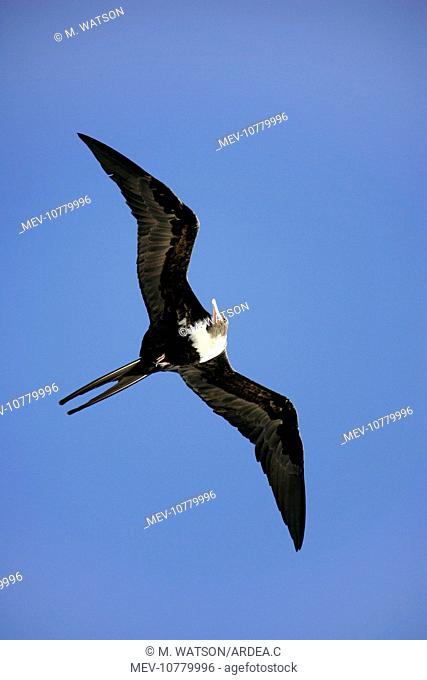 Lesser Frigatebird - in flight (Fregata ariel)