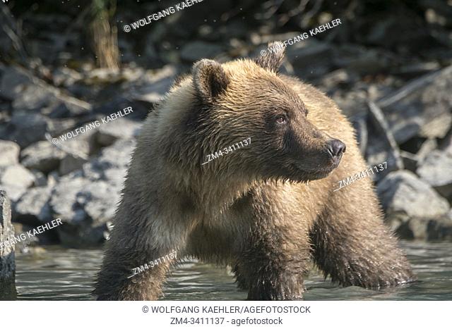 Close-up of a Brown bear (Ursus arctos) is looking for salmon along the shore of Lake Crescent in Lake Clark National Park and Preserve, Alaska, USA
