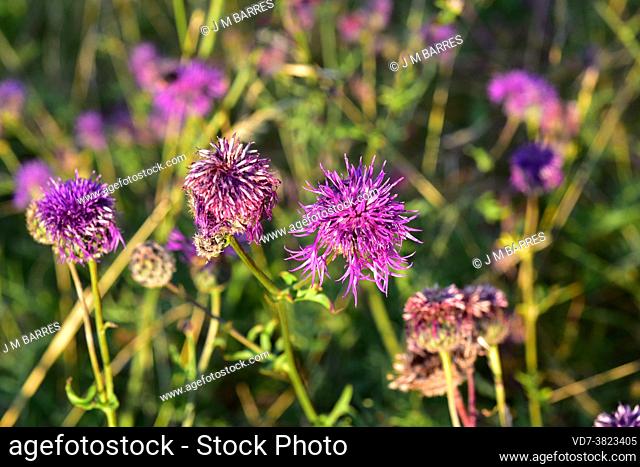 Greater knapweed (Centaurea scabiosa) is a perennial plant native to Europe. Inflorescences detail. This photo was taken in Bohuslan, Sweden