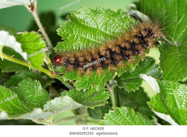 Cream-spot tiger, Woolly bears, Woolly worms (Arctia villica, Epicallia villica), caterpillar on a leaf