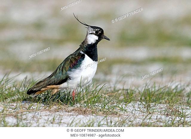 Lapwing - on machair (Vanellus vanellus). North Uist - Outer Hebrides