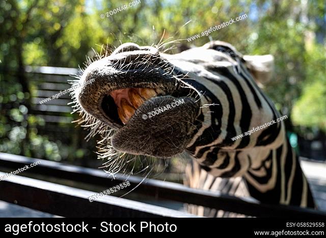 Zebra's mouth and teeth close up