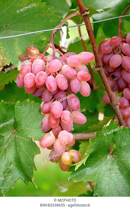 grape-vine, vine (Vitis vinifera 'Katharina', Vitis vinifera Katharina), cultivar Katharina
