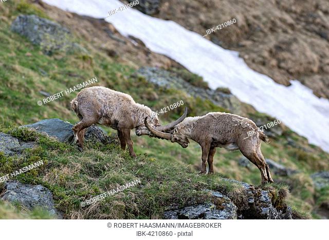 Alpine ibex (Capra ibex), also steinbock or bouquetin, fighting for rank, High Tauern National Park, Carinthia, Austria