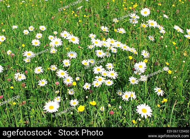 a field with different spring flowers on a carpet of green