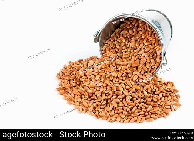 Wheat grains spilling out of bucket, on a white background