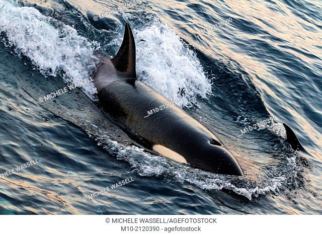 A California Transient Orca traveling in the San Pedro Channel off the coast of Long Beach and Catalina Island, California, USA