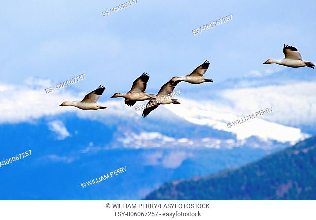 Snow Geese Flying Snow Mountains Skagit Valley Washington