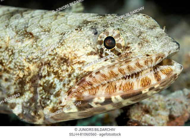 Lizardfish (Synodus dermatogenys).