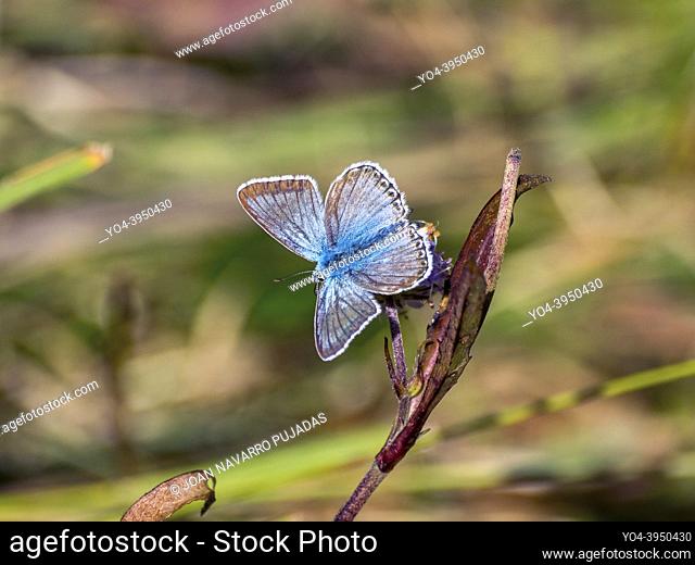 Lysandra coridon, Lycaenidae, Polyommatinae, griseta de muntanya, niña coridón, chalk-hill blue