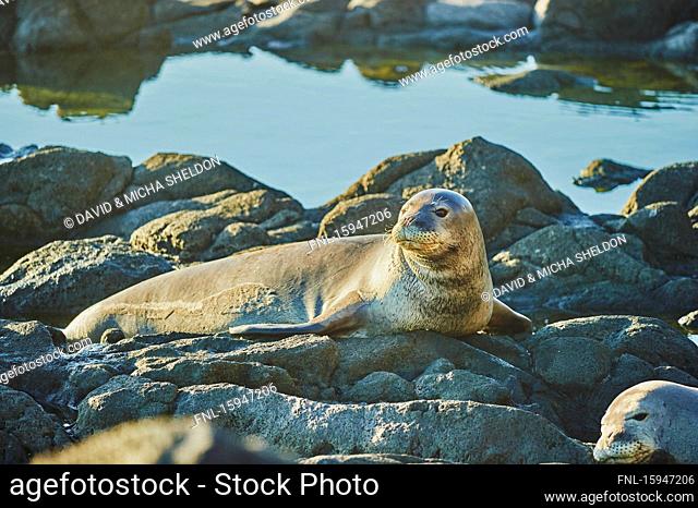 California sea lions, Zalophus californianus, Keawaula Beach, Oahu, Hawaii, USA
