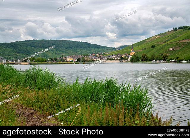 Panoramic view over the Moselle river to the village Zeltingen close to Bernkastel with the vineyards in the backgroud, Germany