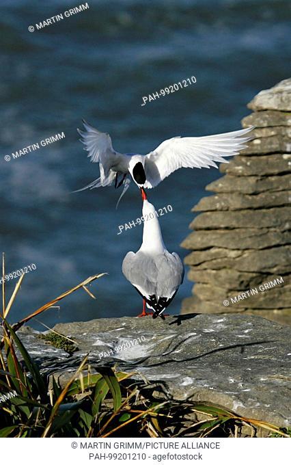 White-fronted Tern (Sterna striata) attacking Red-billed Gull (Chroicocephalus scopulinus) at breeding colony, Pancake Rocks, Punakaiki