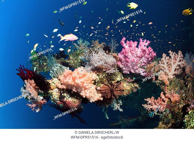Corals at Liberty Wreck, Tulamben, Bali, Indonesia
