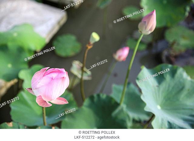 Pink lotus flower in a pond, Ubud, Gianyar, Bali, Indonesia