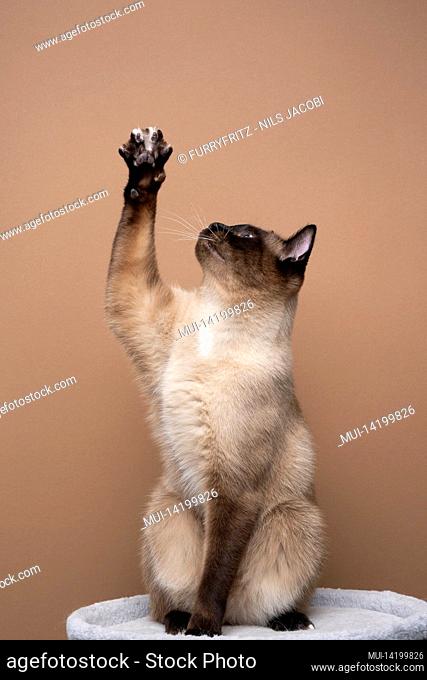 seal point siamese cat playing raising paw showing claws looking up on brown background with copy space
