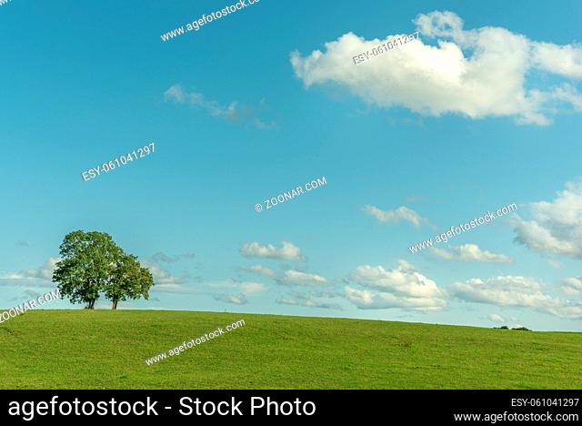 Tree in a field on blue sky in Europe