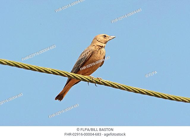 Rufous-tailed Lark Ammomanes phoenicurus adult, perched on wire, Chorao Island, Goa, India, november