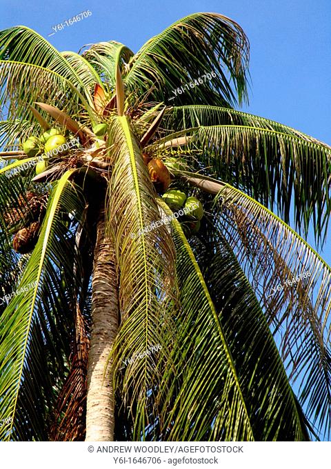 Coconut palm at Hat Rin Nok beach on Ko Pha Ngan island Thailand